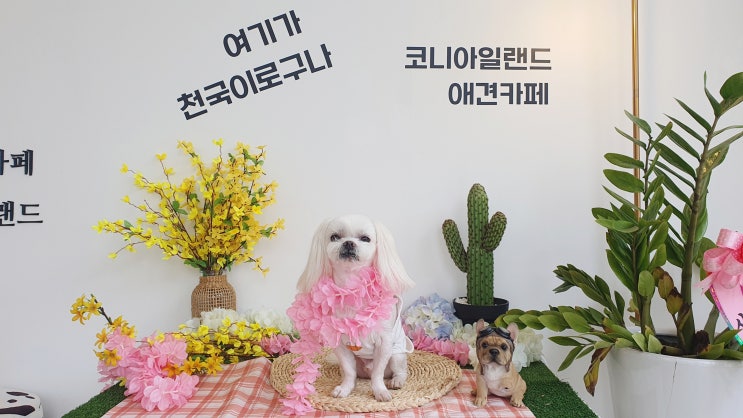 남양주 애견운동장 코니아일랜드 실내 야외 강아지카페