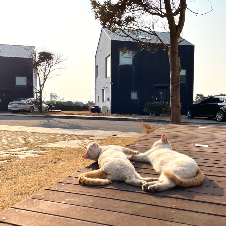  제주 한달살기 숙소, 직거래가 좋은 이유