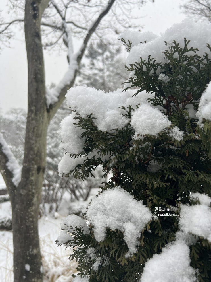 눈이 펑펑 내리는 남이섬과 아침고요수목원을 겨울을 즐기는 필리핀 외국인들과 다녀왔습니다  (feat.오색별빛정원전)