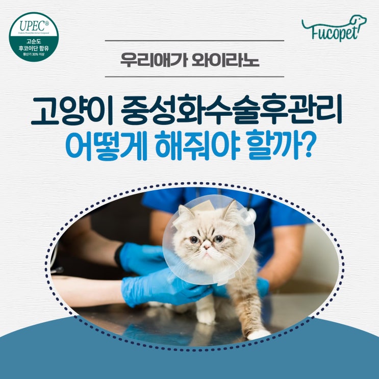  51th. 고양이 중성화 수술 후 관리법