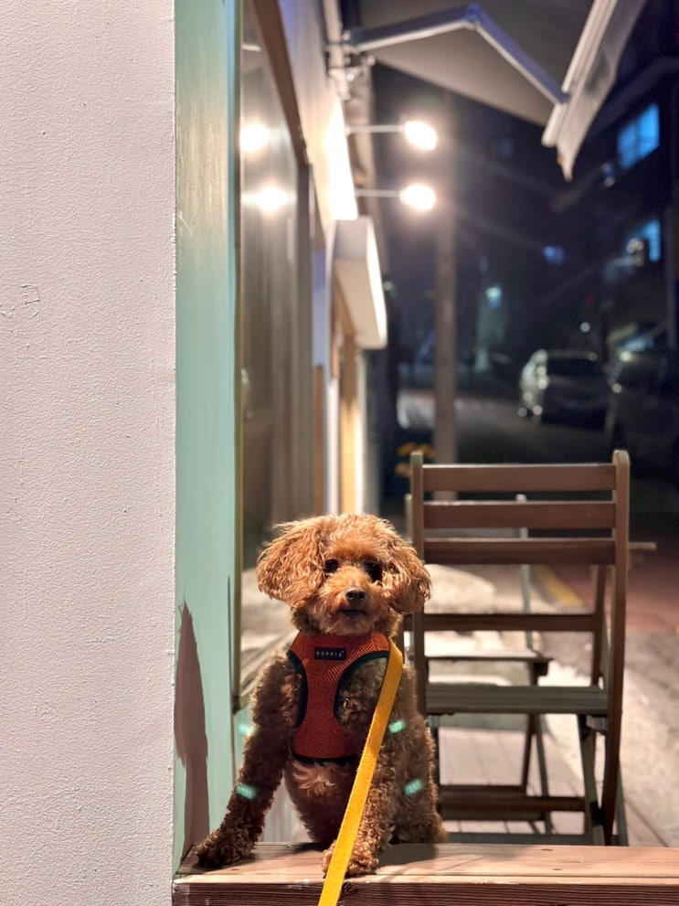  화곡동 애견동반 카페 | 나보다 반려견이 더 좋아하는 베이커리 올라솔