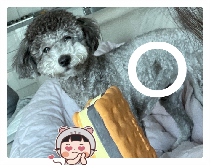 2. 울 강아지 피부에 무슨일이 생겼다