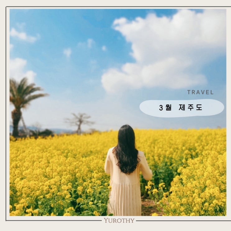  제주도 3월초 날씨, 옷차림｜ 산방산 유채꽃밭도 만발했어요 (가볼만한곳)