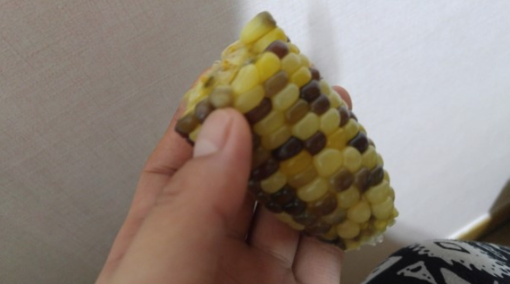  옥수수효능 알고 먹으면 꿀맛(찰옥수수 칼로리)
