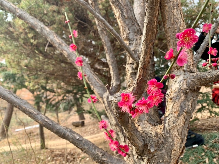 서울 꽃구경 가볼만한곳 강남 봉은사 홍매화, 백매화, 둘레길 산책