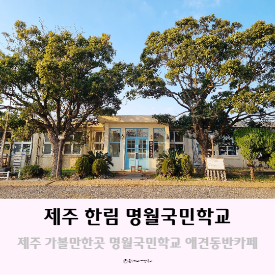 제주 한림 가볼만한곳 제주도 애견동반카페 명월국민학교 예스키즈존 제주 한림 가볼만한곳 제주도 애견동반카페 명월국민학교 예스키즈존