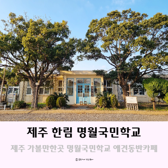 제주 한림 가볼만한곳 제주도 애견동반카페 명월국민학교 예스키즈존