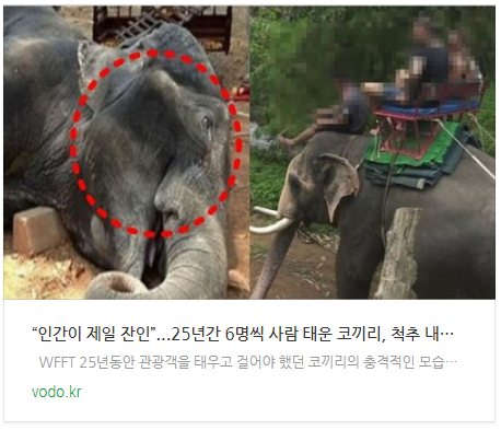 “인간이 제일 잔인”...25년간 6명씩 사람 태운 코끼리, 척추 내려앉자 버려졌다 “인간이 제일 잔인”...25년간 6명씩 사람 태운 코끼리, 척추 내려앉자 버려졌다