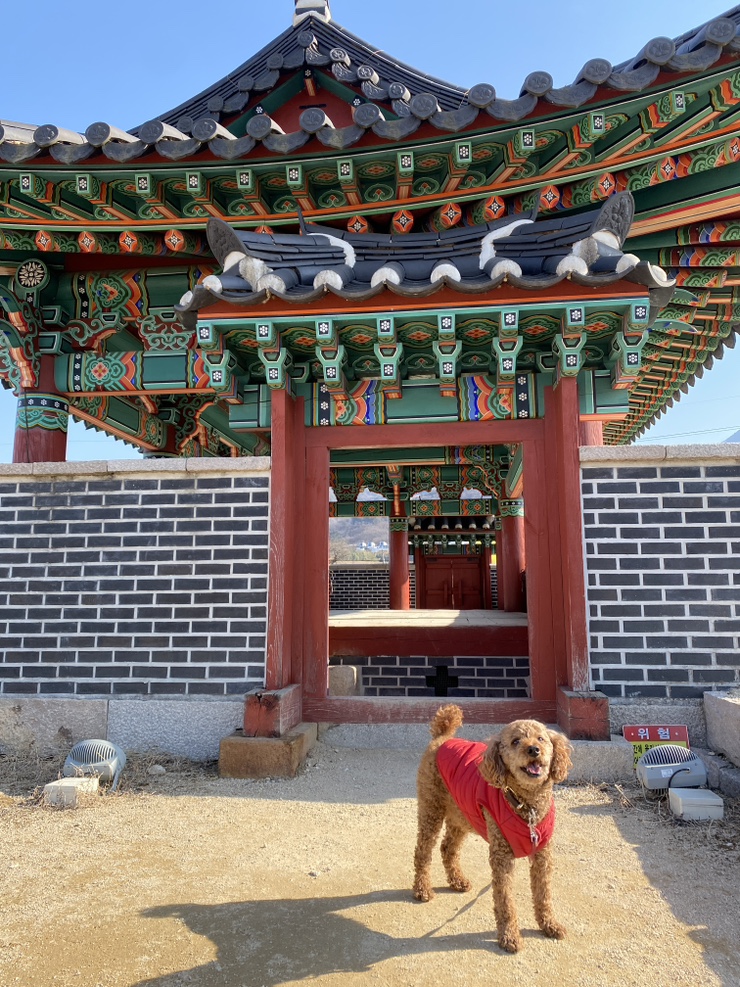  청도여행)) 대구 근교 나들이 강아지와 함께하는 청도읍성