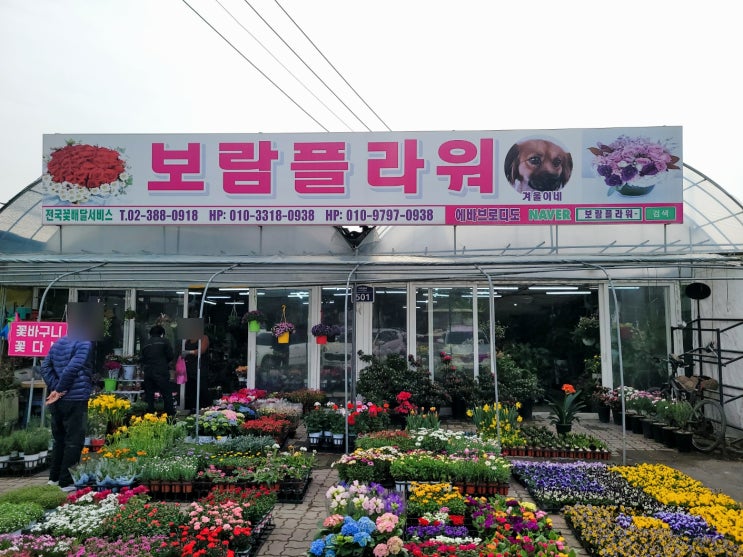  고양스타필드꽃집 보람플라워 서오릉 일산꽃집 전국꽃배달서비스 추천!