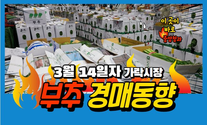  [경매사 일일보고] 3월 14일자 가락시장 부추 경매동향을 살펴보겠습니다!