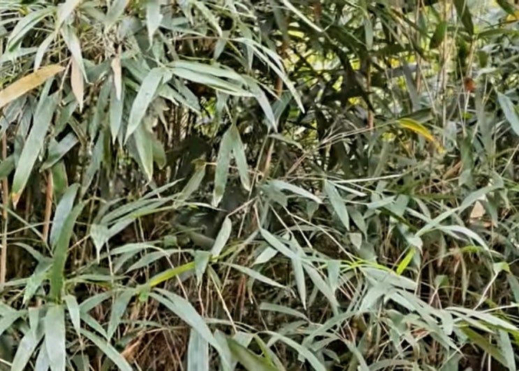 화병에 좋은 약초 산죽 조릿대의 효능과 산죽 차 만드는 방법 화병에 좋은 약초 산죽 조릿대의 효능과 산죽 차 만드는 방법