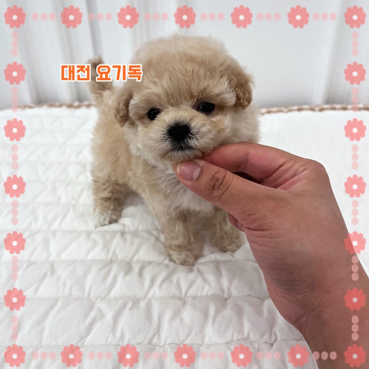  갈마동강아지분양 응대도 친절하게