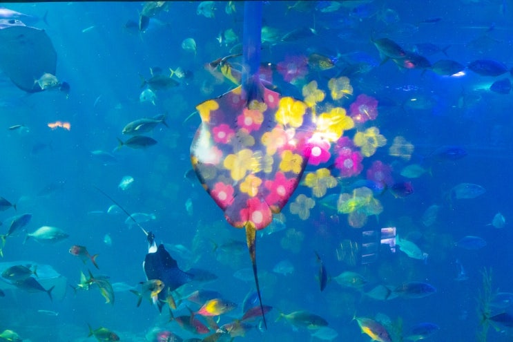 제주도 아쿠아리움 아쿠아플라넷 제주 할인 성산 가볼만한곳 제주도 아쿠아리움 아쿠아플라넷 제주 할인 성산 가볼만한곳