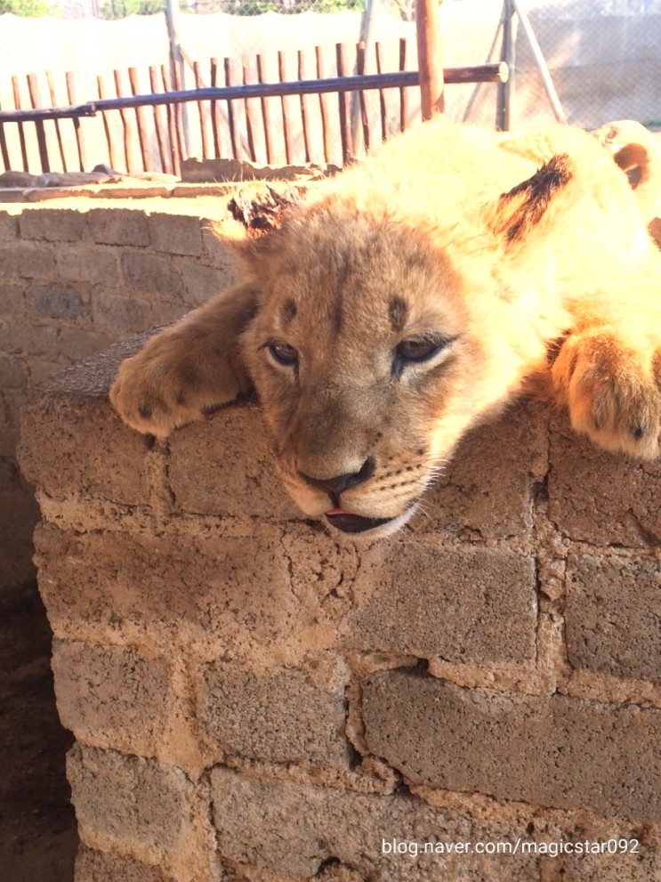 남아공 여행 요하네스버그 조하네스버그 Johannesburg 라이언파크 Lion&Safari park 사자 표범과 인생샷 남기기