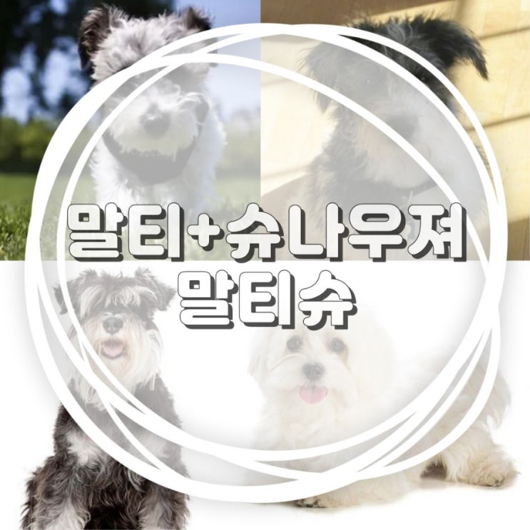  믹스견종류 말티슈 기본정보