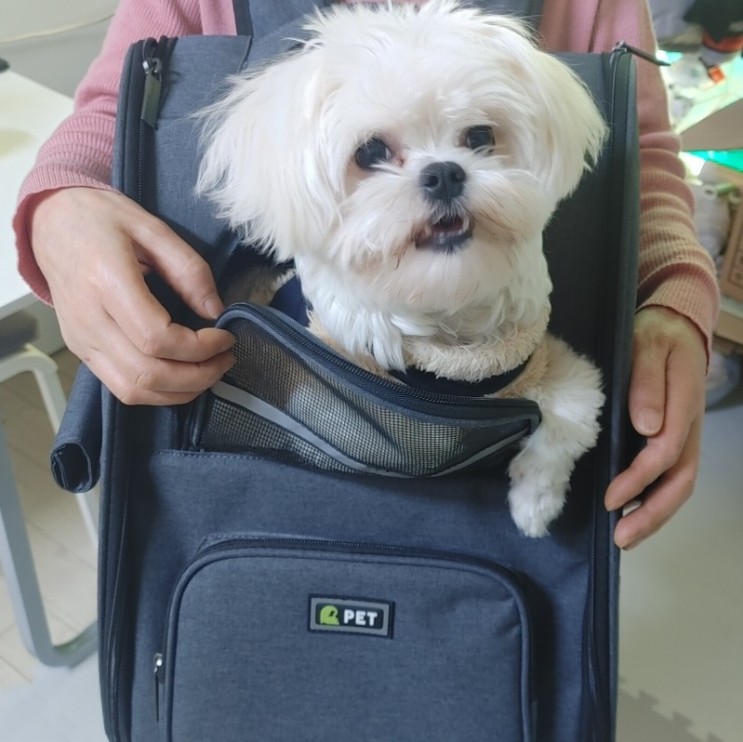 당근마켓 ; 강아지이동가방 ; 20,000원에 구매하기!!