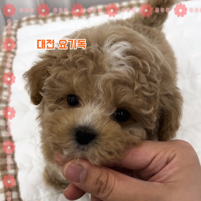  보령강아지분양 고민만 했거든요