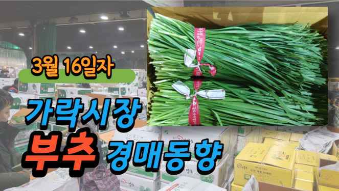 [경매사 일일보고] 3월 16일자 가락시장 부추 경매동향을 살펴보겠습니다!