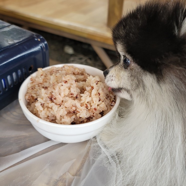 강아지 쌀밥 죽 먹어도 될까? 누룽지는?