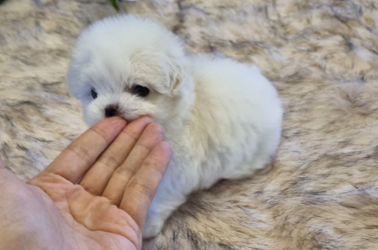  부천애견분양 아이러브독 강아지부천점 방문