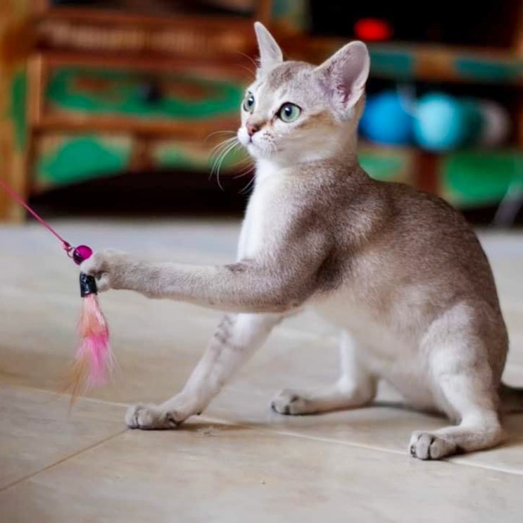 싱가퓨라 포토, 싱가푸라 성격 유전병 특징 작은 고양이 품종 분양 정보