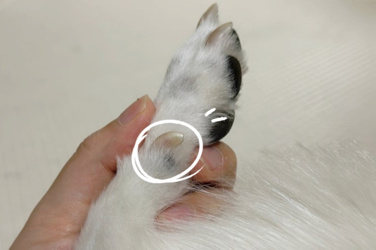  강아지 며느리발톱 수술해줘야 할까? 역할과 관리방법