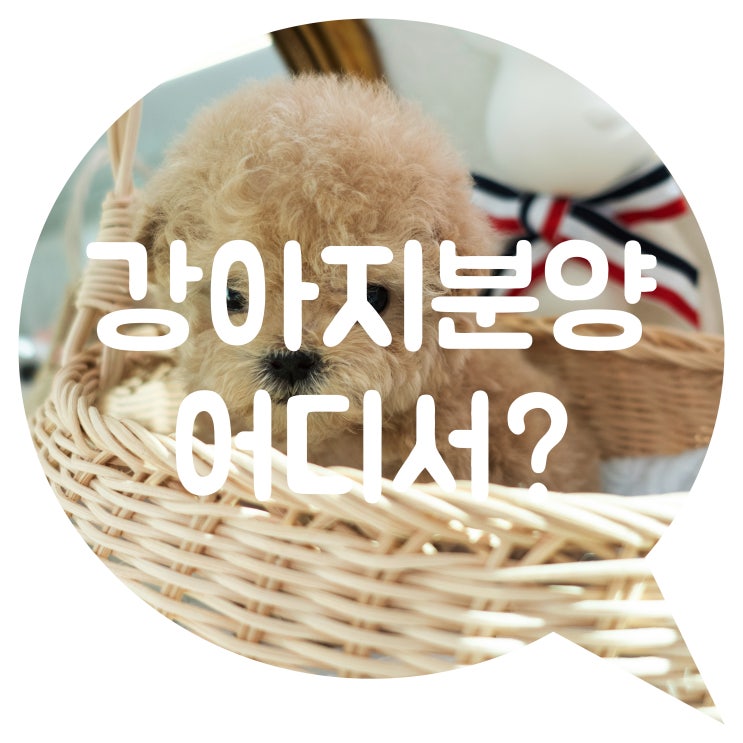  경기도강아지분양 소중한 순간