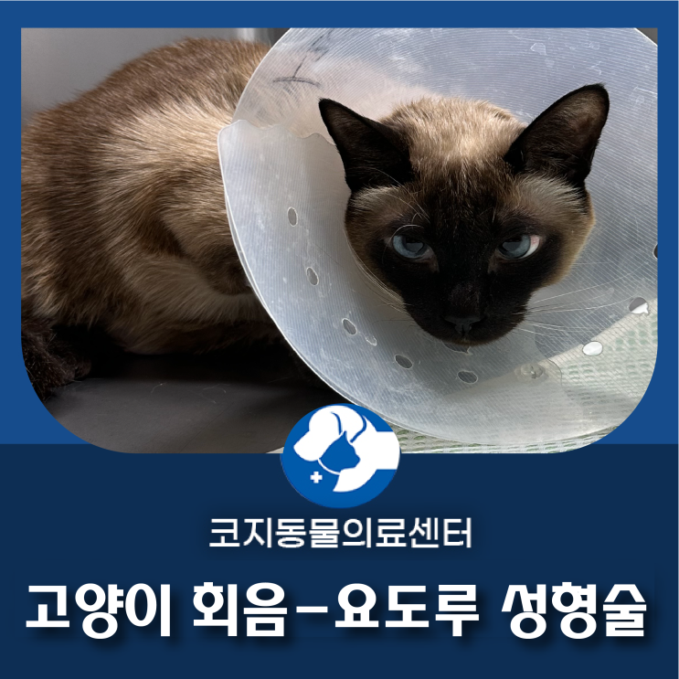 인천 고양이 회음요도루성형, 고양이 방광결석, 고양이 혈뇨 치료