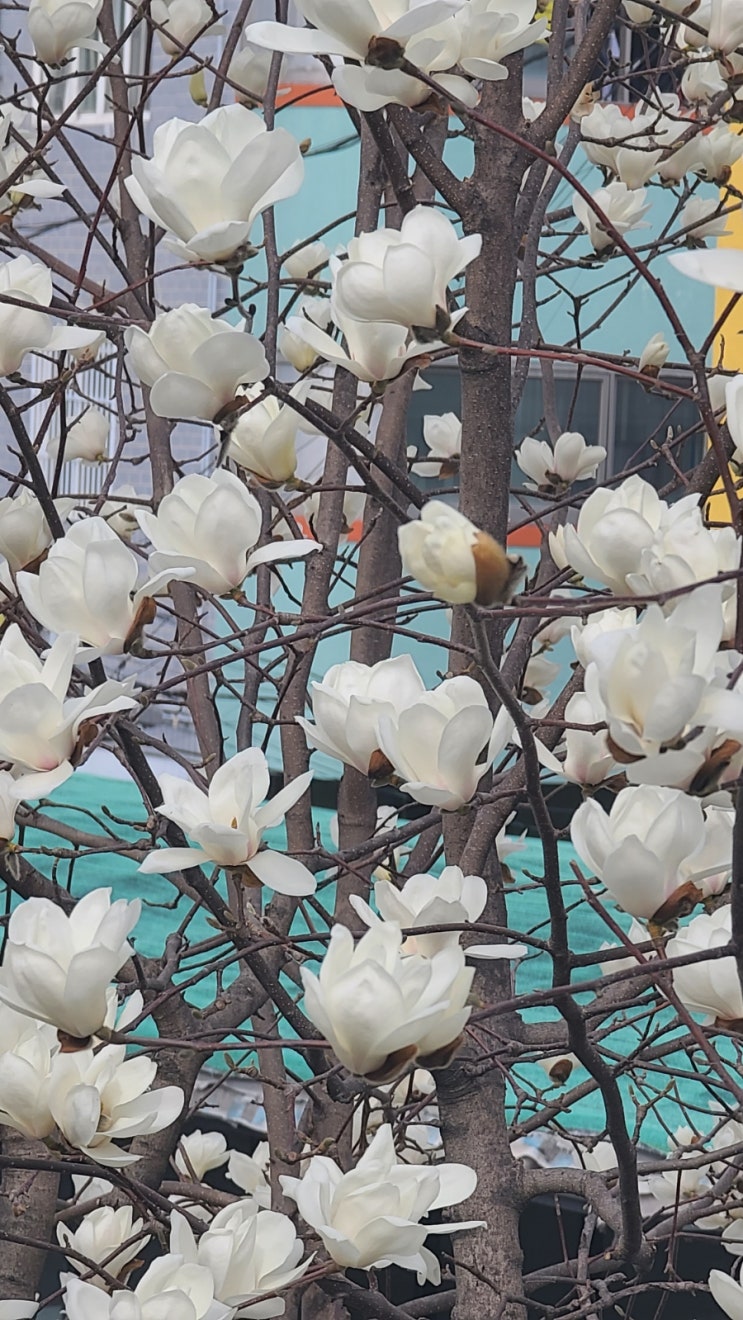  산나물의 계절이 돌아왔습니다, 치매를 예방하는 산나물 영아자