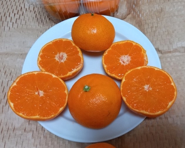  새로나온귤신품종 고을향, 설국향, 마이스터한라봉, 베리베리주스