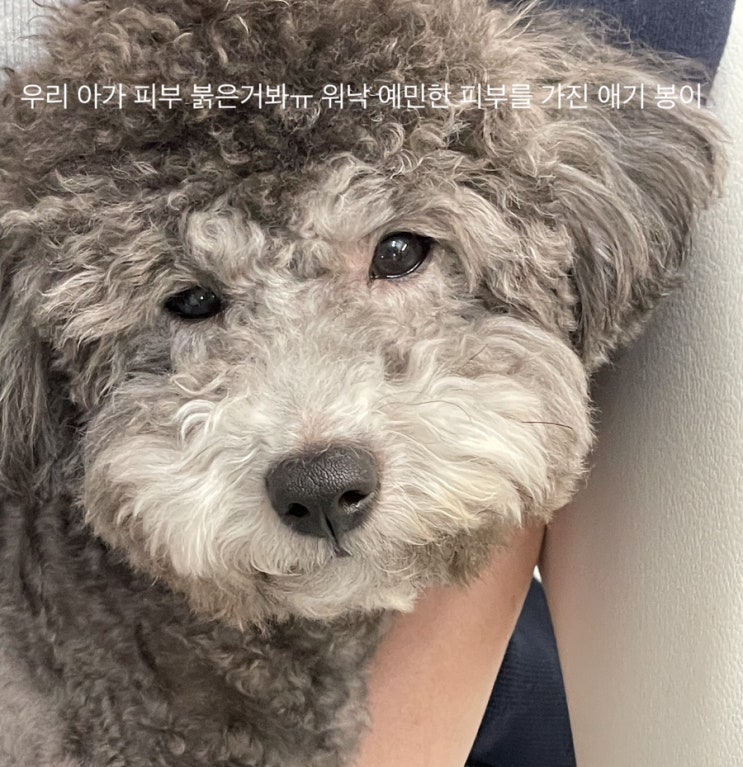  멍멍피부(1)-강아지 피부염 종류 및 원인