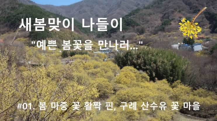 #01. 봄 마중 꽃 활짝 핀, 구례 산수유 꽃마을 #01. 봄 마중 꽃 활짝 핀, 구례 산수유 꽃마을
