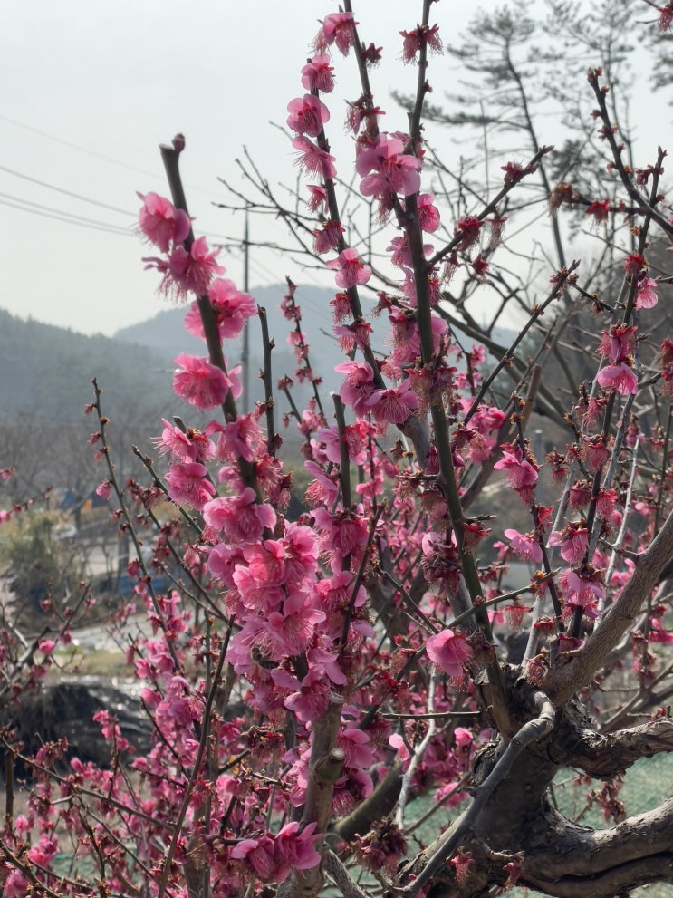 매화원 매화원