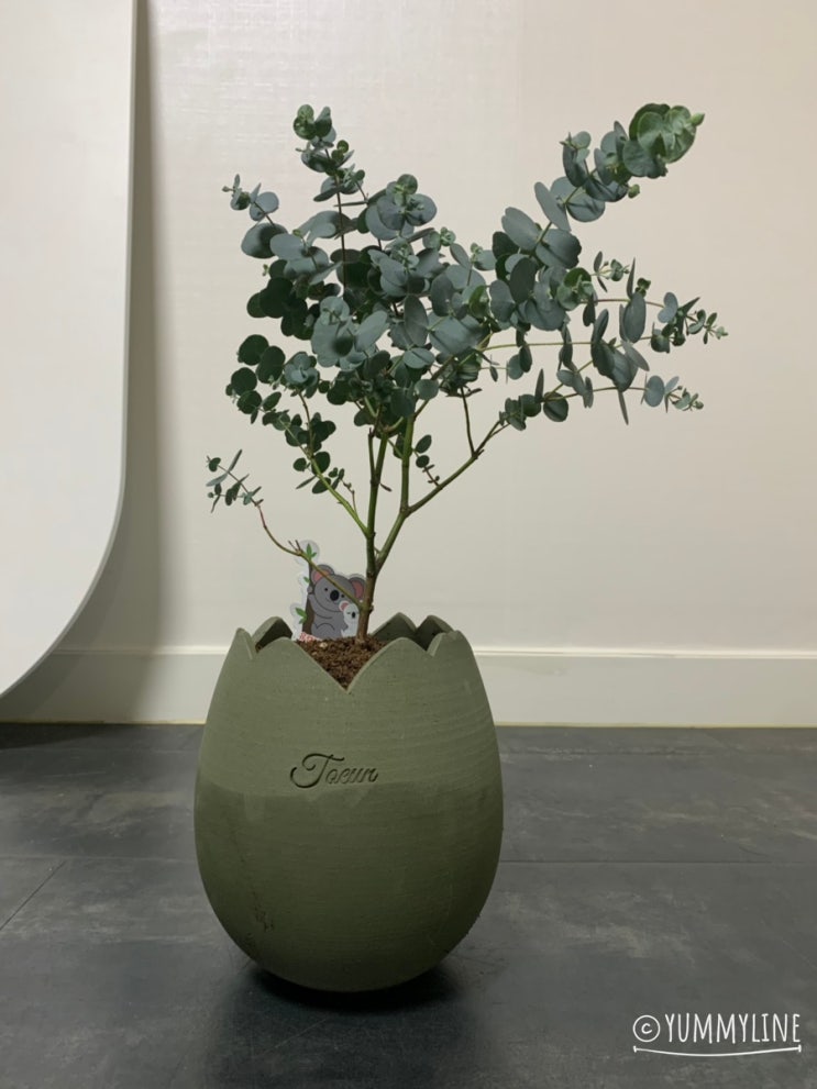  유칼립투스 Eucalyptus 토은 토분에 분갈이 하기