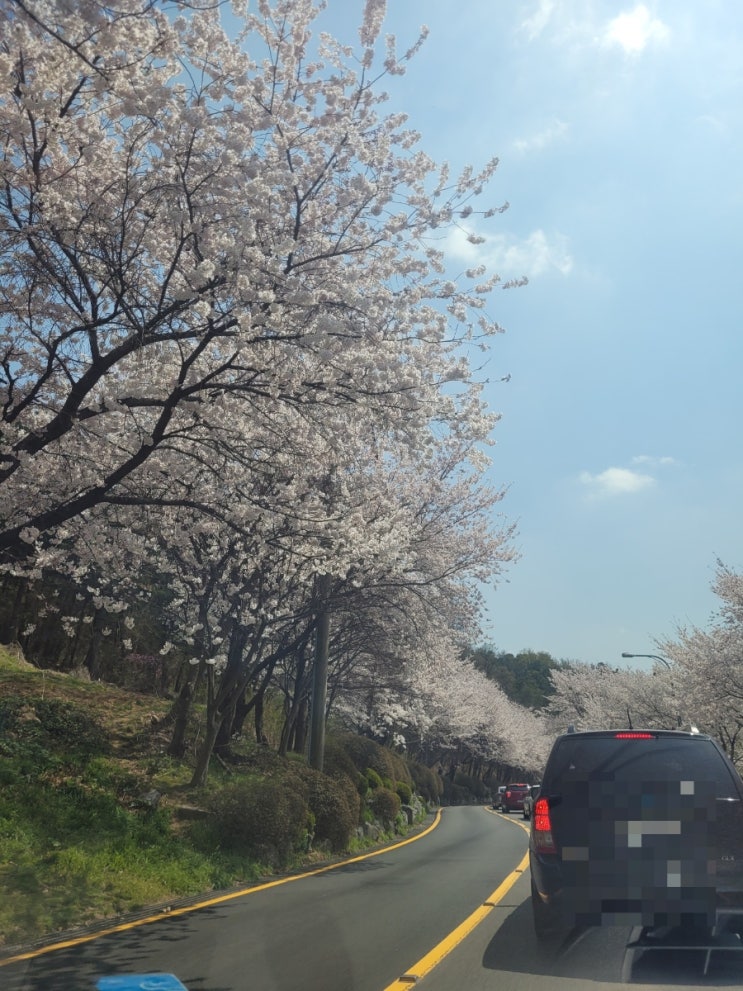  아이와 경주 벚꽃여행 준비(경주 벚꽃 개화시기)