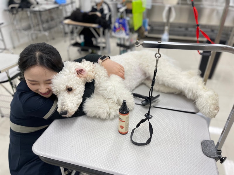 Ace Gimpo AE Dog Beauty Academy 전국 비용을받는 방법!