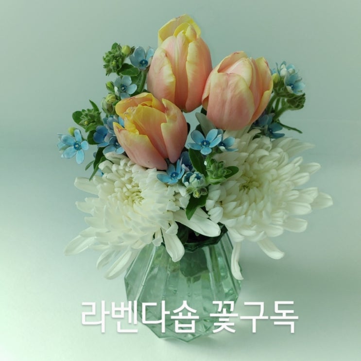  <라벤다숍 꽃구독 정보> 튤립과 옥시 그리고, 국화