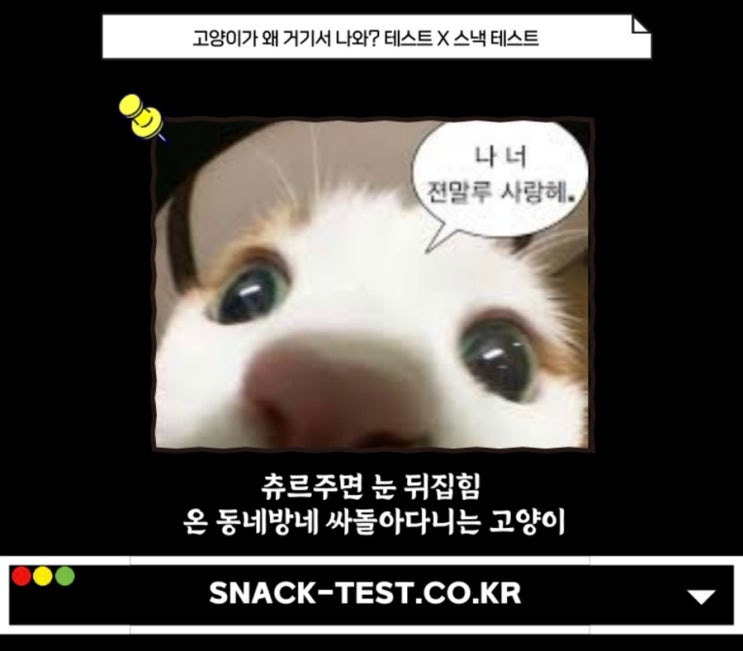  고양이 테스트 재밌는 MBTI TEST 공유
