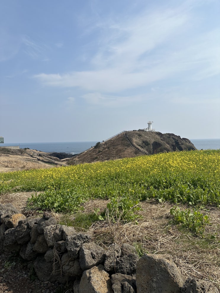  제주도 섭지코지 유채꽃 구경, 주차정보
