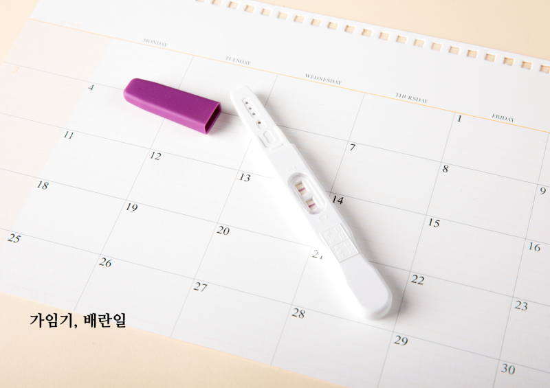 가임기 뜻 배란기 증상 생리주기 배란일 계산기 (임신가능성) : 네이버 블로그