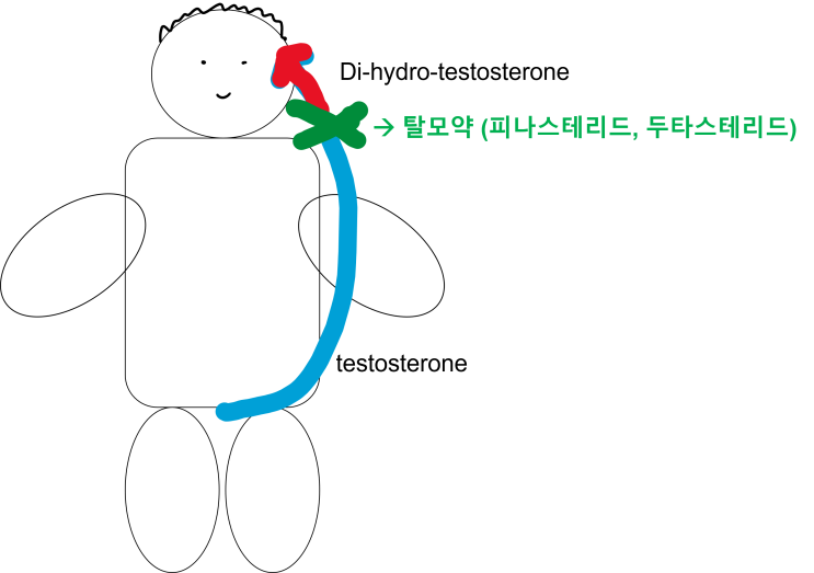  [삼성동피부과] 원형 탈모, 남성형 탈모, 여성형 탈모 구분하기 (원인 및 치료) - 피부과전문의 닥터림