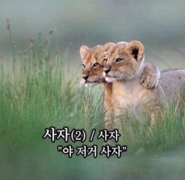  3월 둘째주 주간일기 (지름신, 프리다이빙, 을밀대, 오코노미야끼, 꽃선물, 이디야랩, 파이브가이즈?)