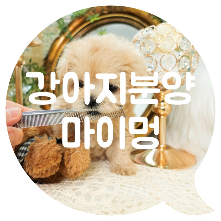  구리강아지분양 행복한 고민