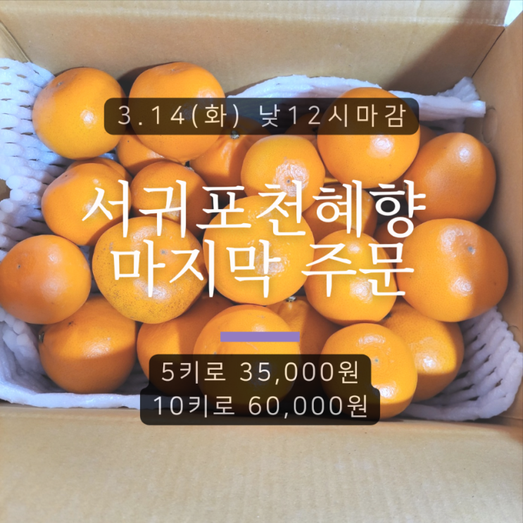  <마감> 서귀포 천혜향 판매 후기 및 마지막 주문 안내