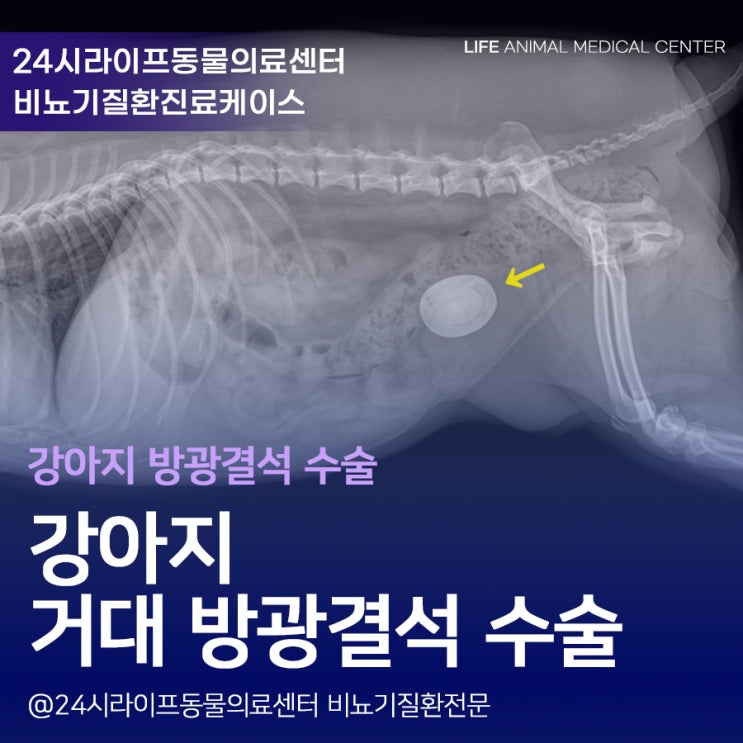 대구 강아지방광결석수술 : 거대 방광 결석 제거 수술 / 강아지 방광결석증상 대구24시동물병원