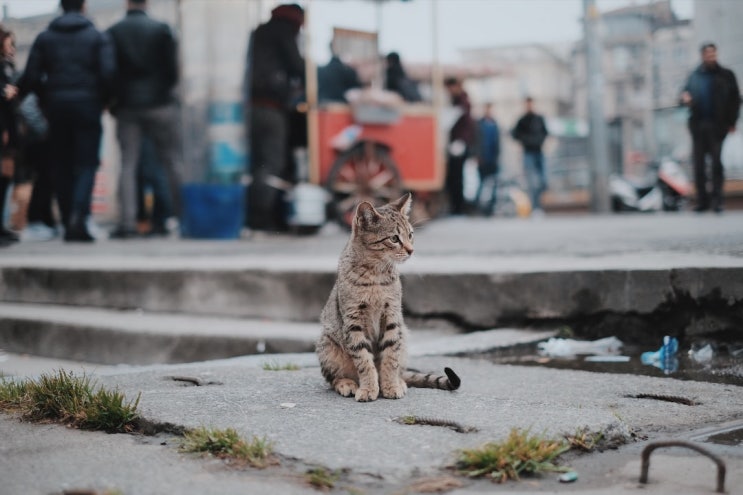  서울시 길고양이 중성화의 날 참여방법