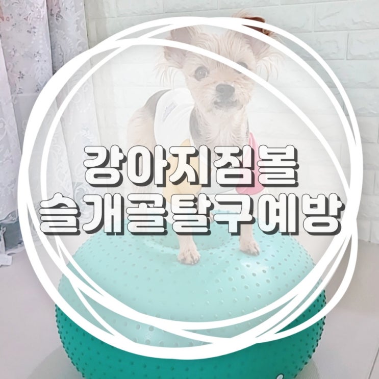  강아지 짐볼 운동기구로 뒷다리 훈련 슬개골 탈구 예방해요