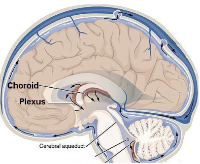 태아 맥락막총 낭종 CPC Choroid Plexus Cyst 초음파 : 네이버 블로그