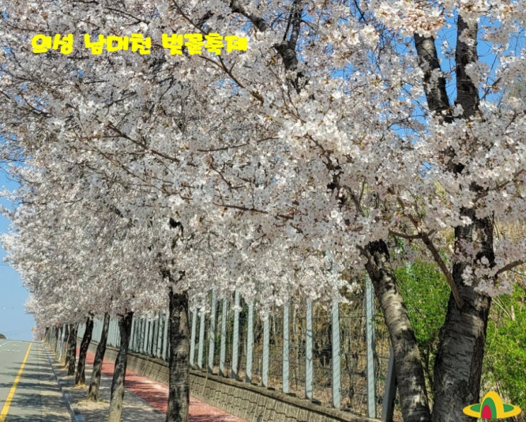 남대천벚꽃축제 (23.04.08~23.04.09), 경북 벚꽃 명소 남대천벚꽃축제 (23.04.08~23.04.09), 경북 벚꽃 명소